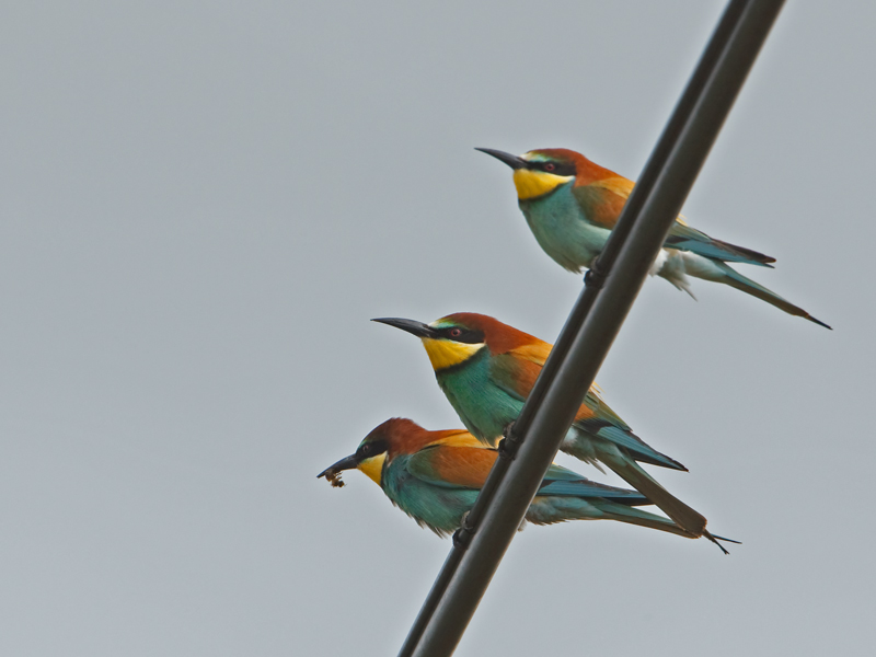 Merops apiater European Bee-eater Bijeneter